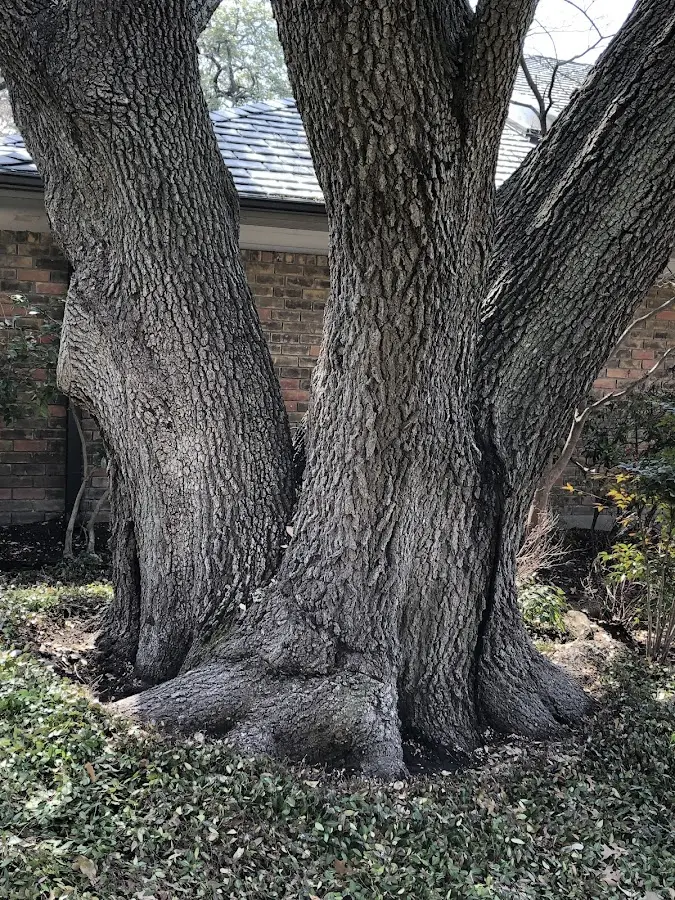 Mature heritage tree close to a Highgate Center property cared for by certified arborists